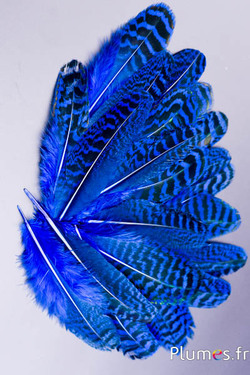 Paon bleu - 10-17 cm - brun-bleu